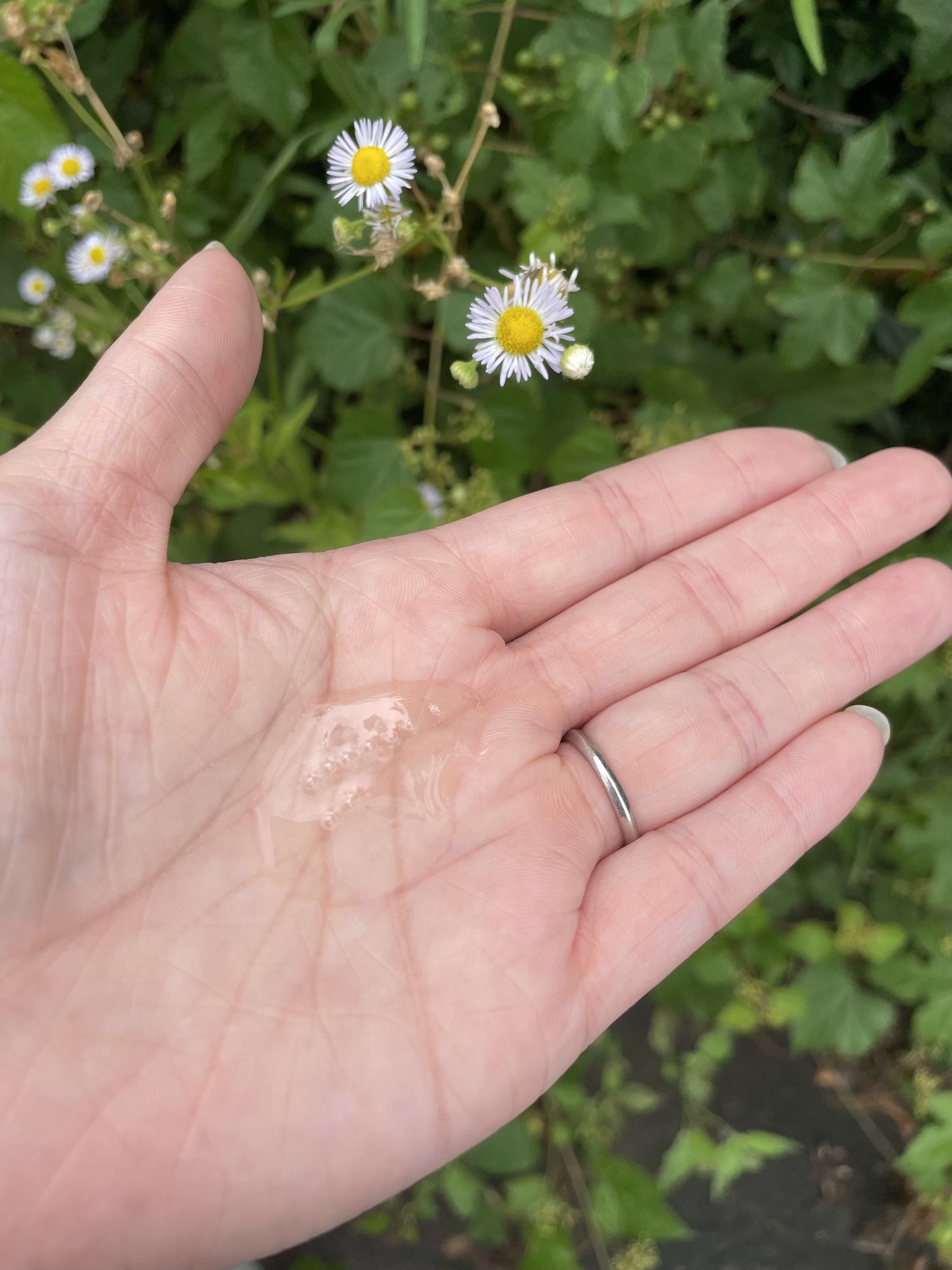 リフレッシュ × さらつや シャンプー/トリートメント/h&s/市販シャンプーを使ったクチコミ（3枚目）