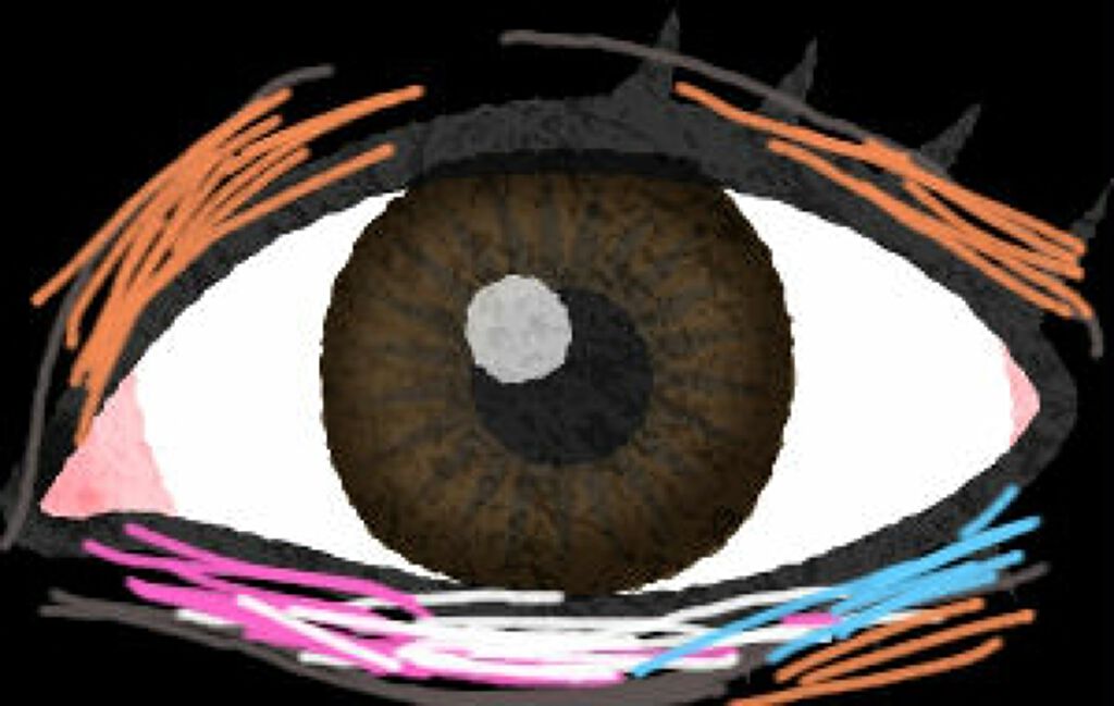 ミニアイラッシュカーラー/マペペ/ビューラーを使ったクチコミ（2枚目）