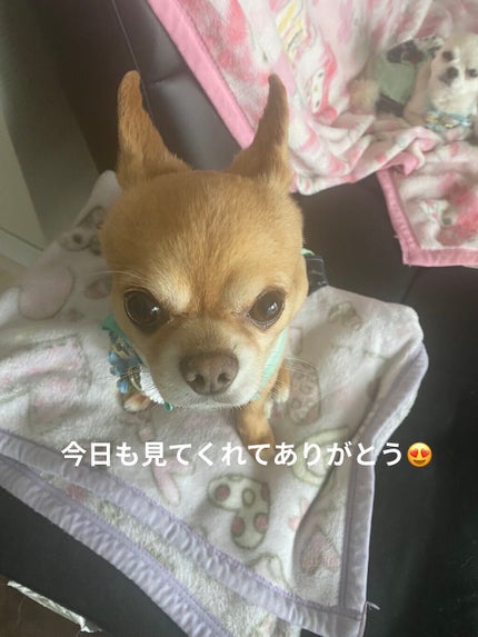 アロマティックフラワー ネイルオイル 01 pink essence/JILL STUART/ネイルオイル・トリートメントを使ったクチコミ(7枚目)