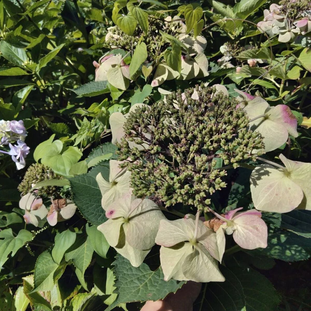 美白乃美人 ホワイトニングピーリングジェル/ブレーンコスモス/ピーリングを使ったクチコミ(6枚目)