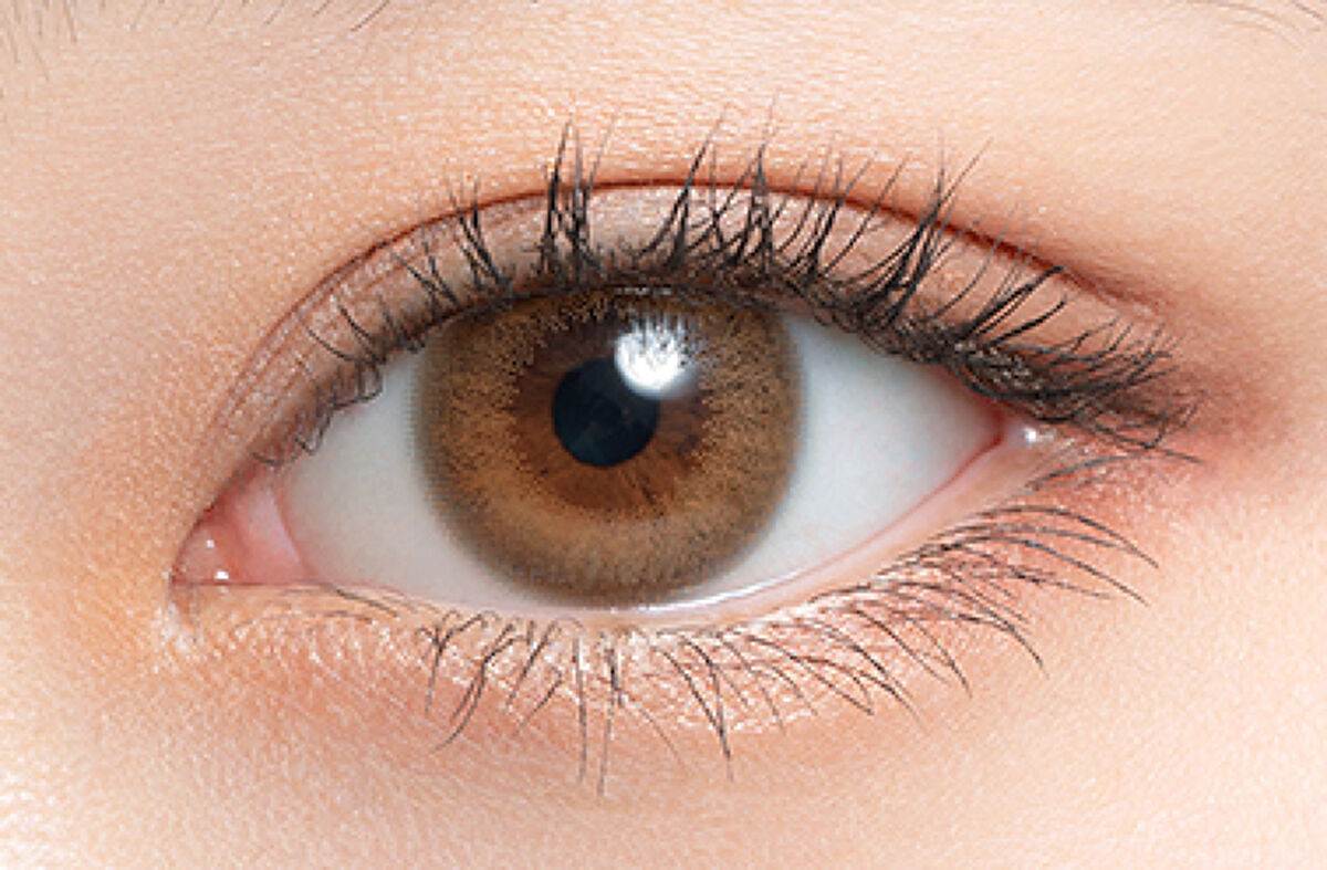 HARNE 1day トリュフ