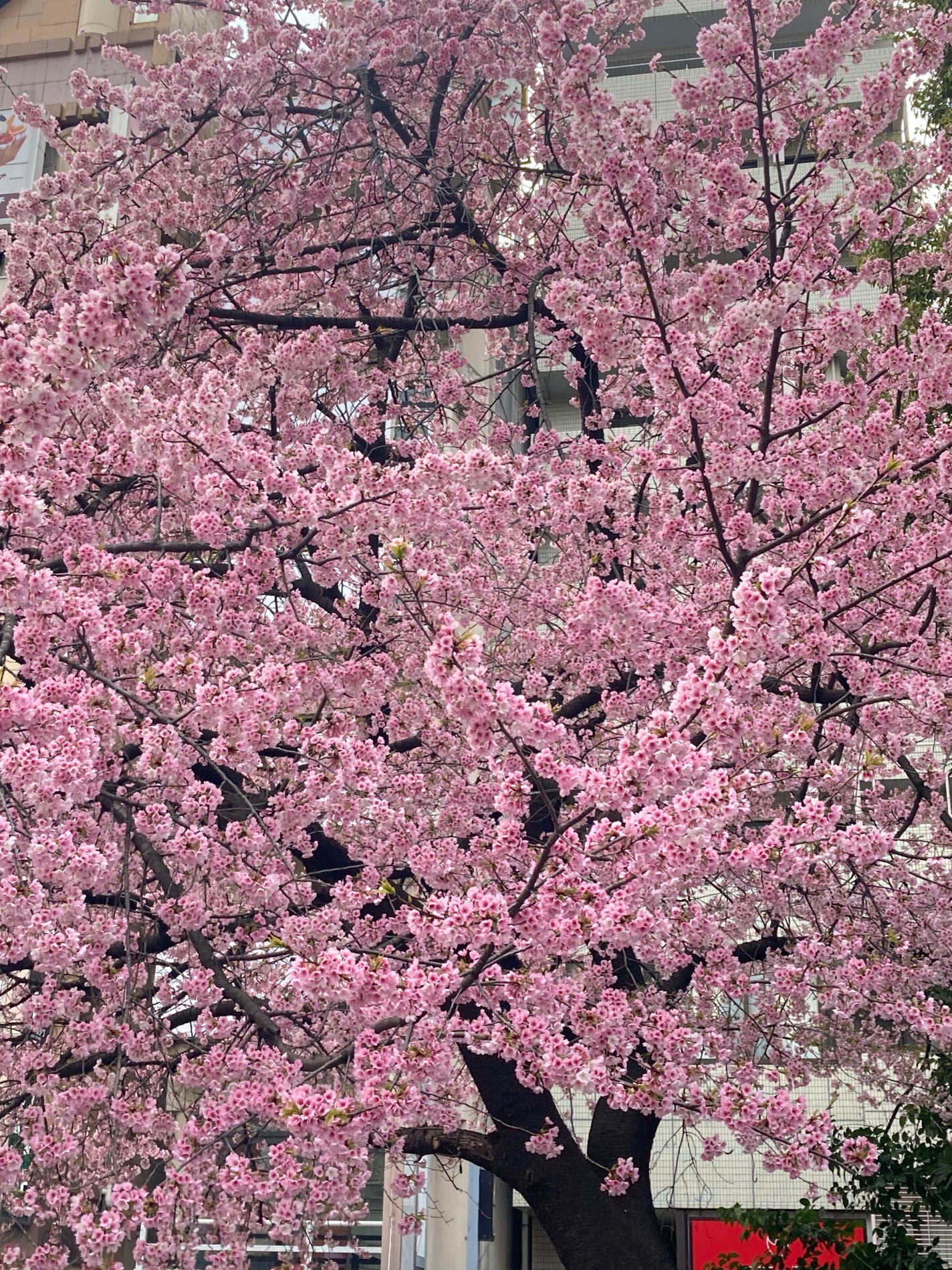 ロートCキューブ プレミアムフィット(医薬品) /ロート製薬/その他を使ったクチコミ(4枚目)