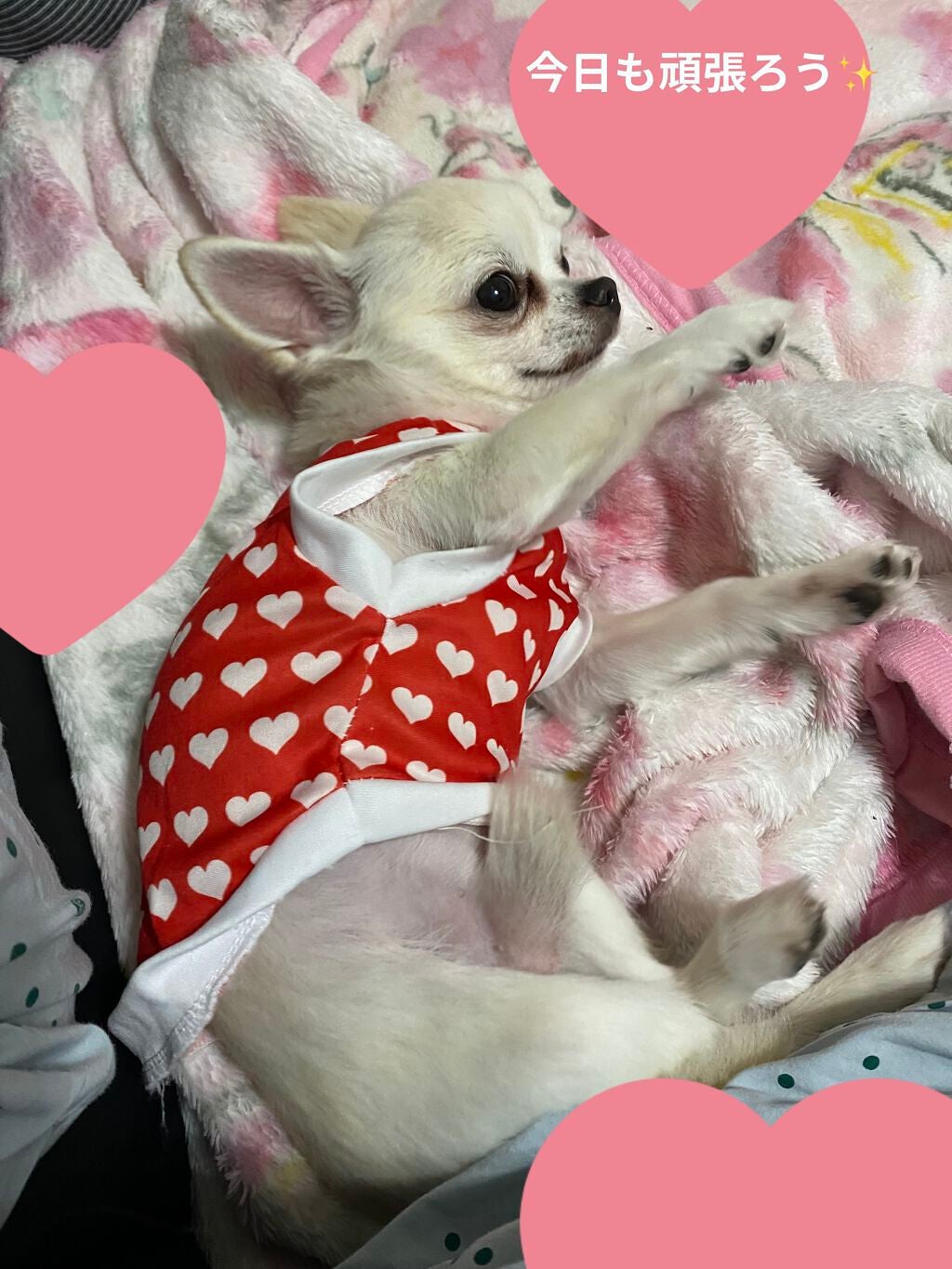 カイカ M リペアトリートメント/KAIKA/ヘアオイルを使ったクチコミ(4枚目)