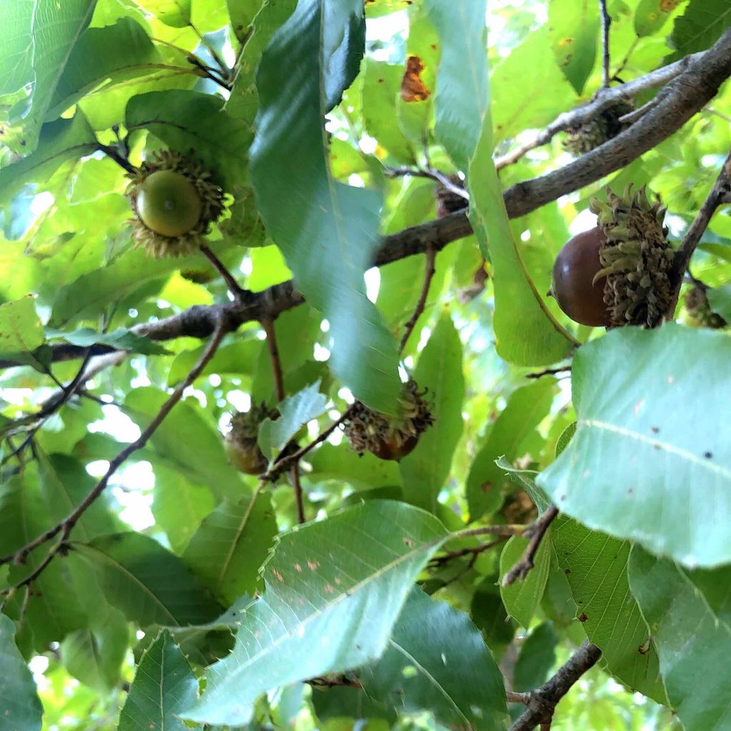 ネイルシール/セリア/ネイルシールを使ったクチコミ(4枚目)