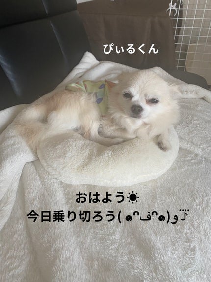 ディオール バックステージ アイ パレット/Dior/アイシャドウパレットを使ったクチコミ(7枚目)