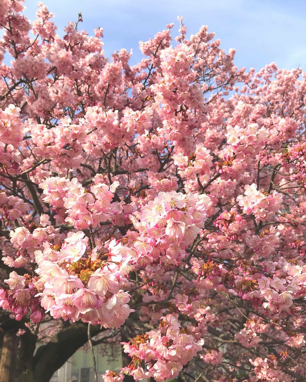 &ROSY 2019年4月号/&ROSY/雑誌を使ったクチコミ（1枚目）