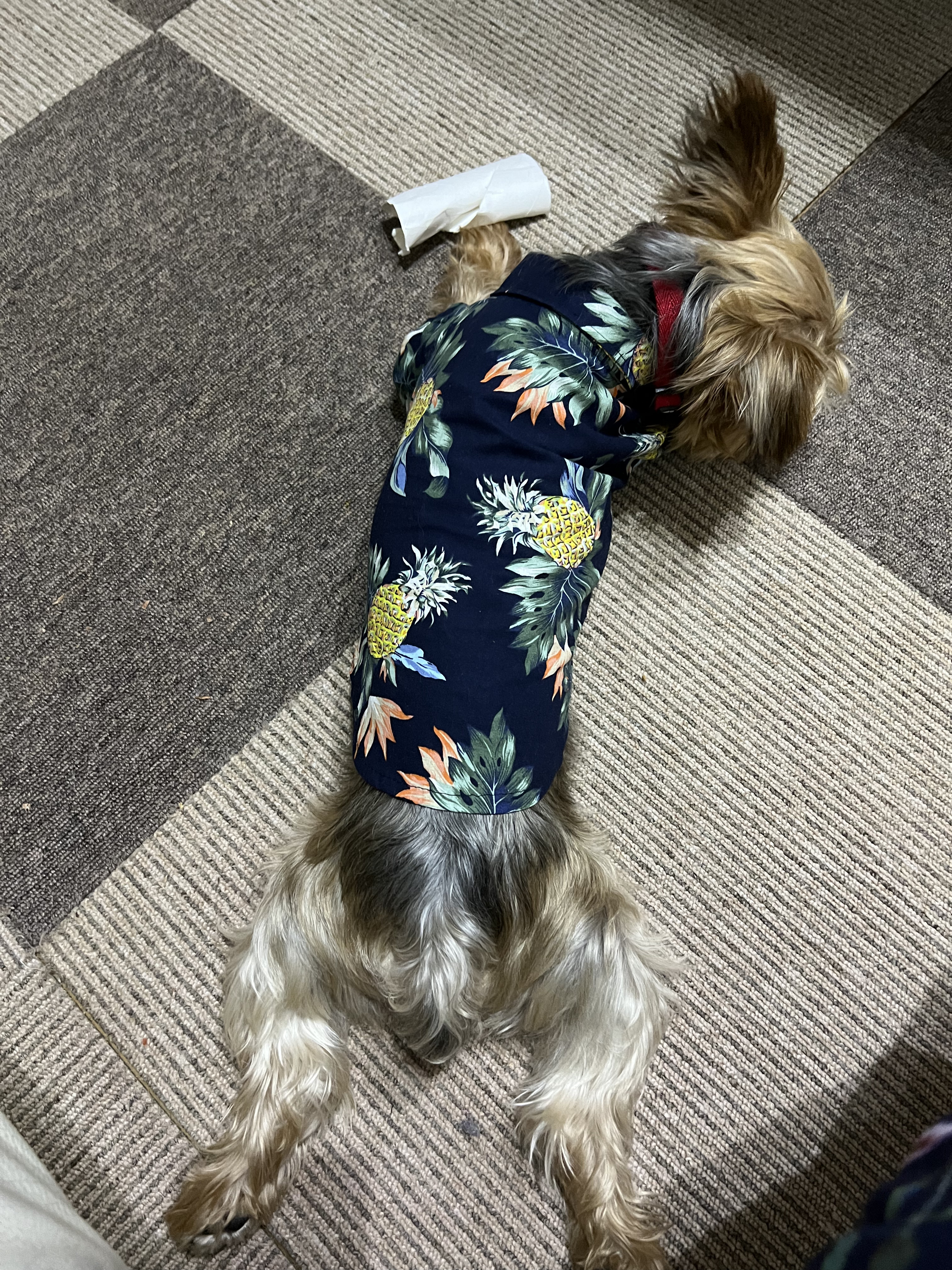 レイヤードカラーズアイシャドウ 01 エステティックスカイ/KANEBO/アイシャドウパレットを使ったクチコミ（2枚目）