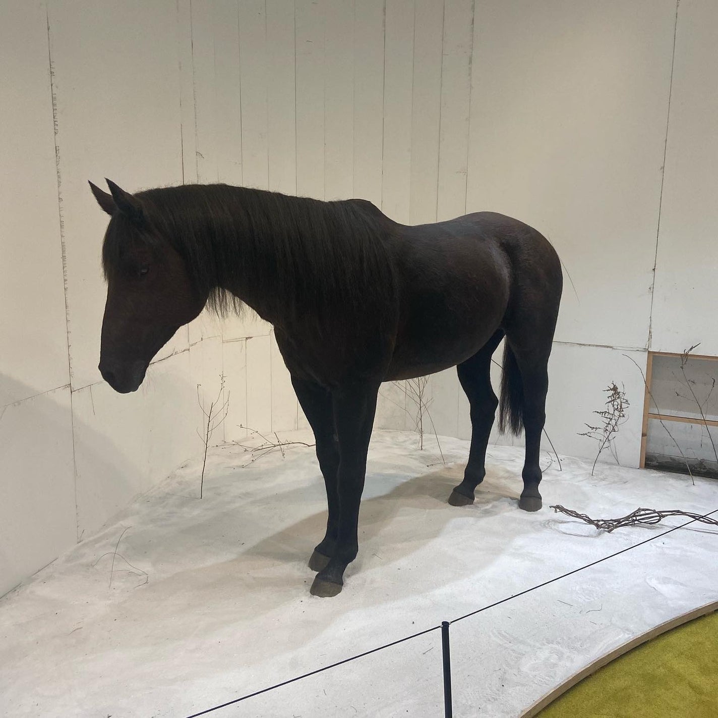 THE SHELL PerfumeHANDCREAM/tamburins/ハンドクリームを使ったクチコミ(7枚目)