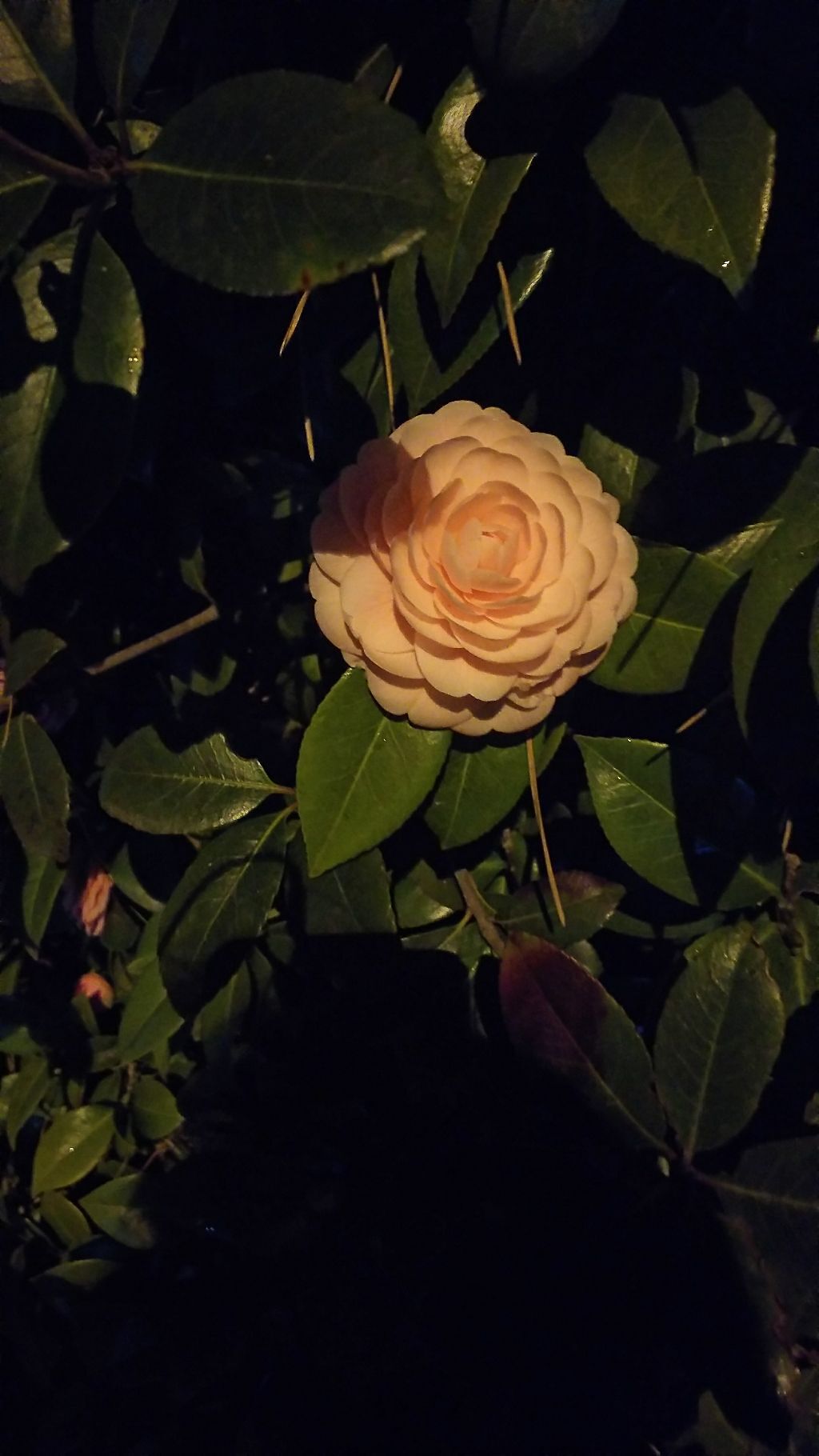 みねみ@ブルベ夏診断済 on LIPS 「漢方薬「防風通聖散」のレビュー、追記報告+気になる酵素ドリンク..」(1枚目)