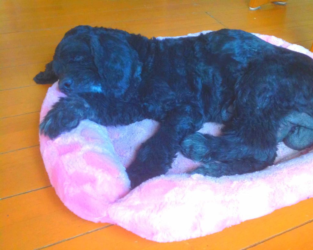 Ⓜ︎ on LIPS 「メイクに本当に関係なしですみません🙇かわいいので、うちの犬の写..」(1枚目)