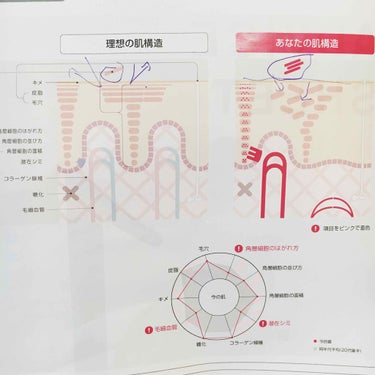 APEX 無料サンプル(約5日分)のクチコミ「先日の#APEX の結果が届いたので
結果を受け取ってこちらを使用していました。

この#PO.....」（3枚目）