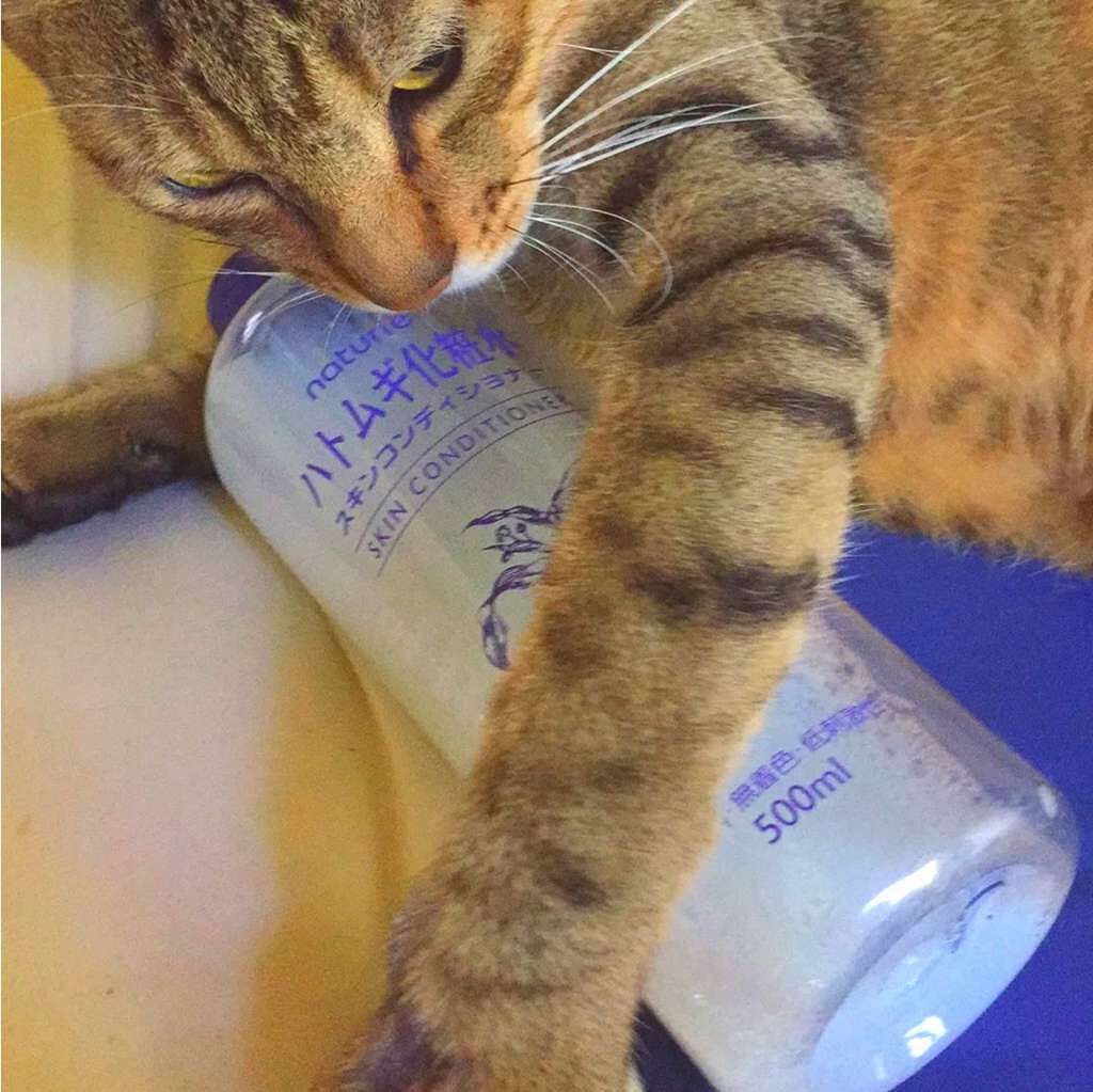 ハトムギ化粧水(ナチュリエ スキンコンディショナー R )/ナチュリエ/化粧水を使ったクチコミ（1枚目）