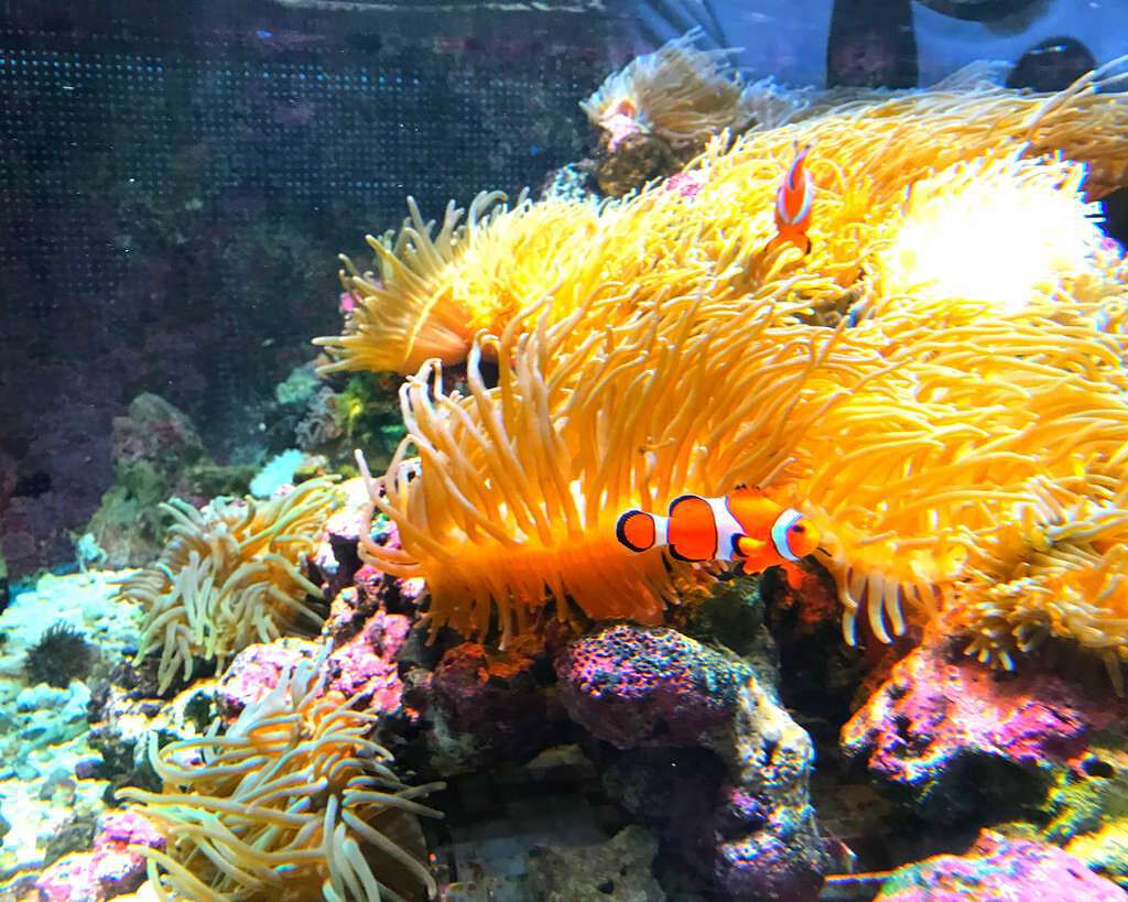 ジューシー シェイカー/LANCOME/リップグロスを使ったクチコミ(1枚目)