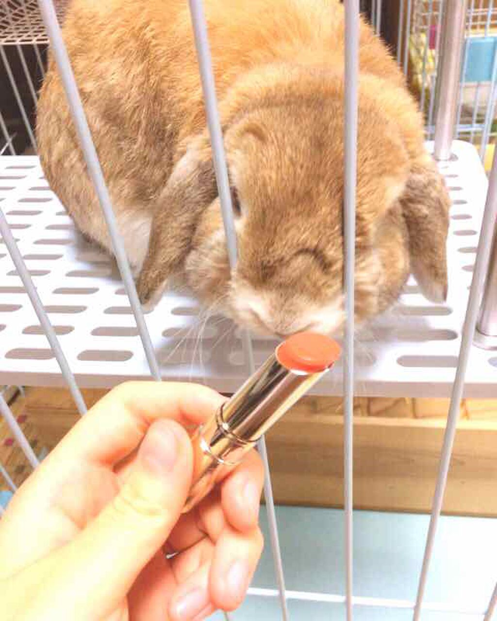 オペラ リップティント N/OPERA/リップティントを使ったクチコミ（1枚目）