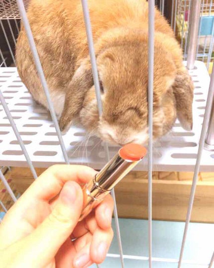 オペラ リップティント N/OPERA/リップティントを使ったクチコミ(1枚目)