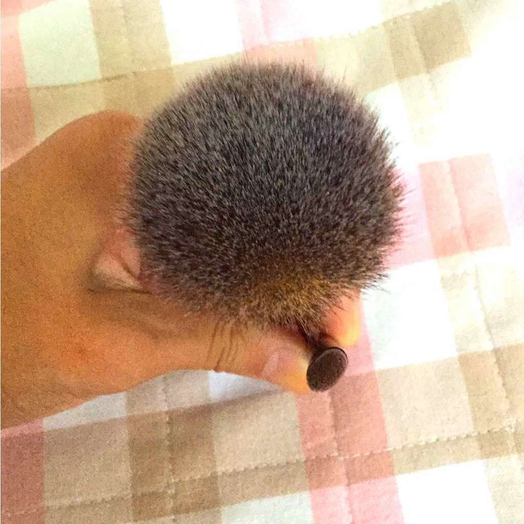 春姫 アイシャドウブラシ/DAISO/メイクブラシを使ったクチコミ（2枚目）