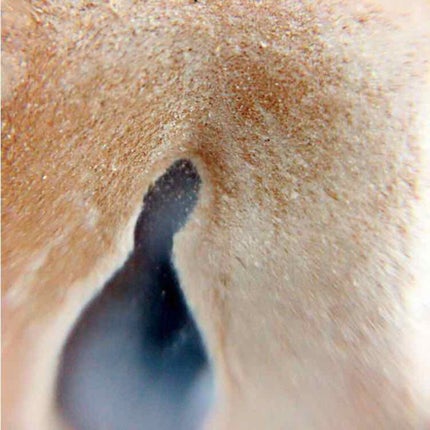 シークレットカラーアイズ/キャンメイク/アイシャドウパレットを使ったクチコミ(3枚目)