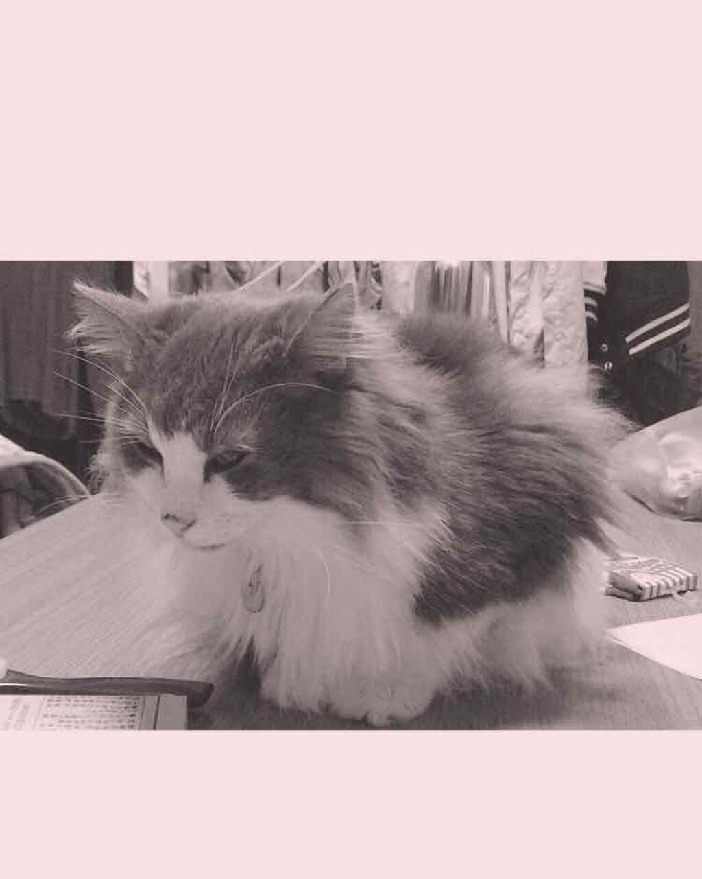 皮脂テカリ防止下地/CEZANNE/化粧下地を使ったクチコミ（1枚目）