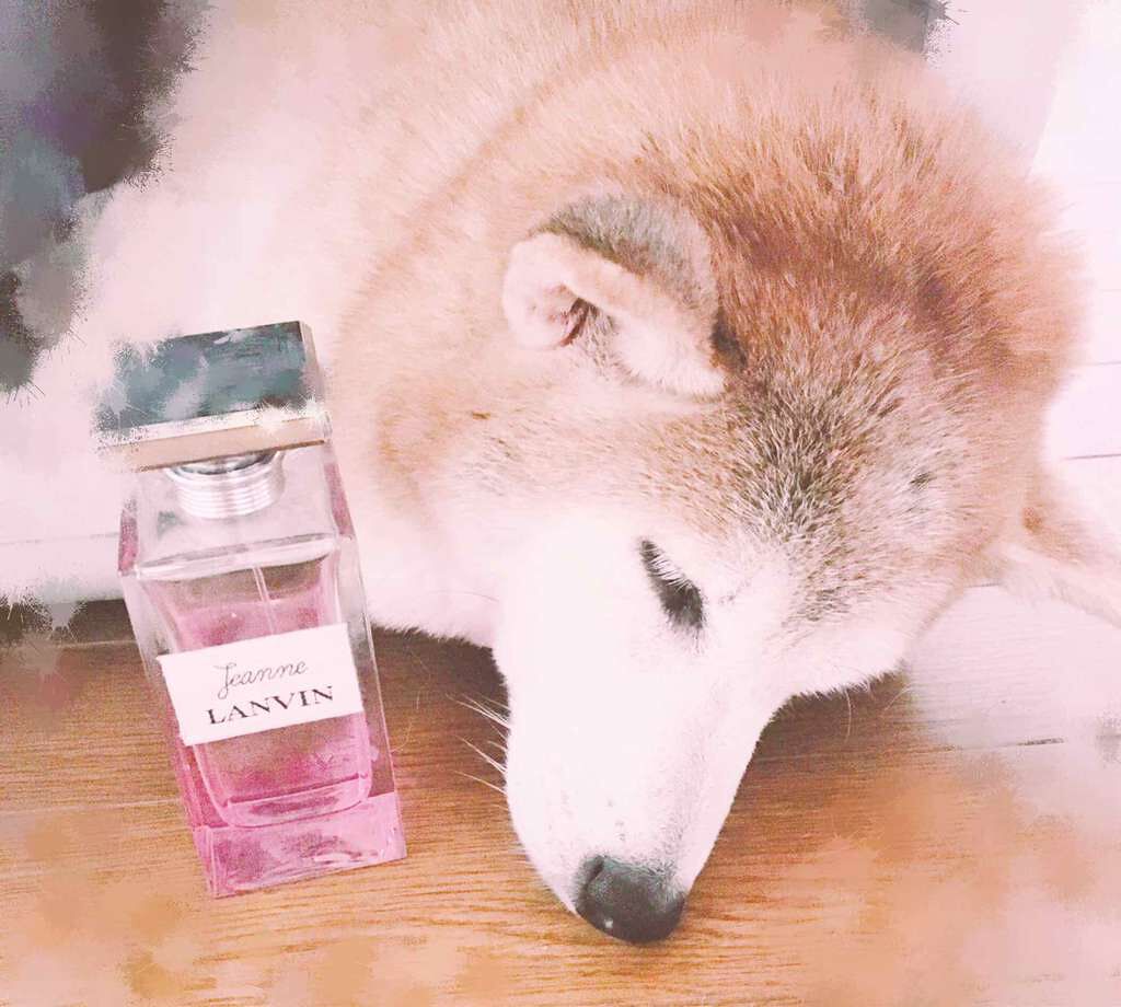 ランバン ジャンヌ・ランバン ラ ローズオードパルファム/LANVIN/香水(レディース)を使ったクチコミ(1枚目)