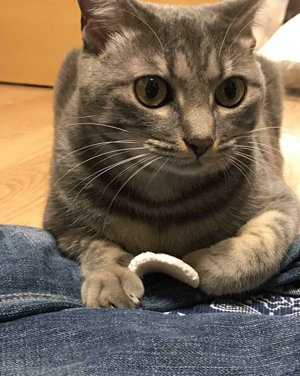 パフ・スポンジ専用洗剤/DAISO/その他化粧小物を使ったクチコミ(1枚目)