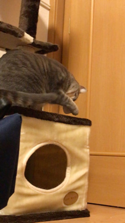 使い捨てパフ(ベース型)/DAISO/パフ・スポンジを使ったクチコミ(2枚目)