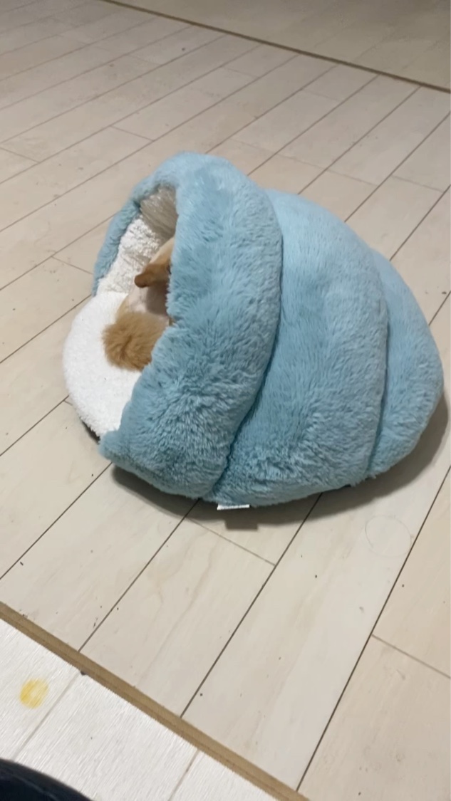 プロミルオイル/Promille/ヘアオイルの動画クチコミ3つ目