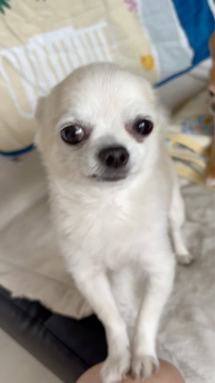 トッカ トラベルフレグランススプレー ルチアの香り/TOCCA/香水(その他)の動画クチコミ1つ目