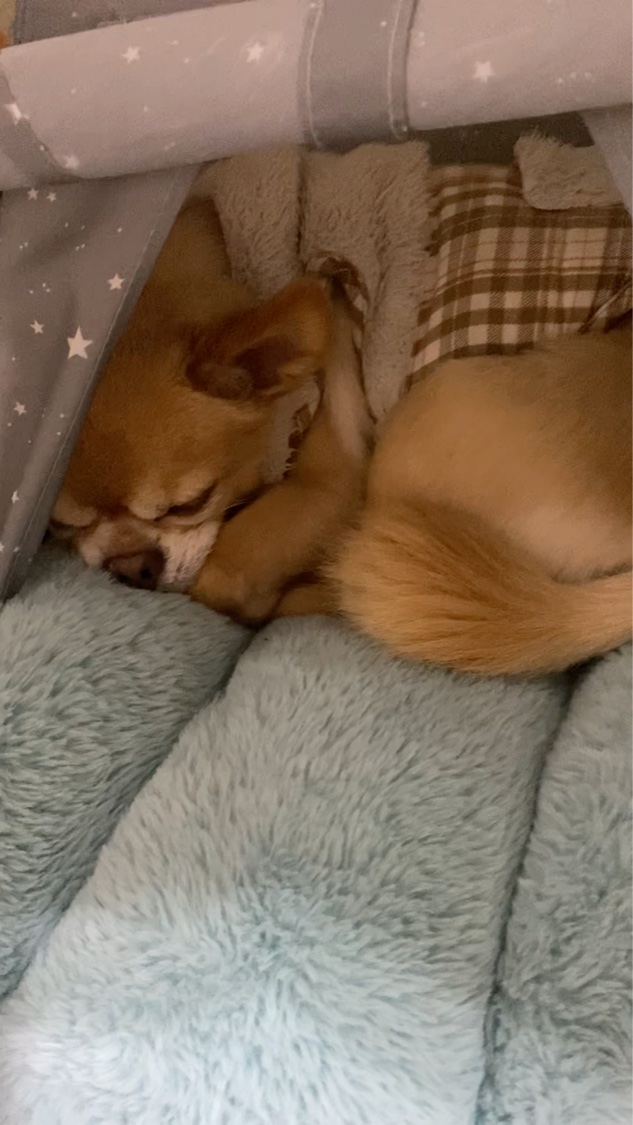 パーフェクトスキンフィットマスク ベリー/SENKA（専科）/シートマスク・パックの動画クチコミ1つ目