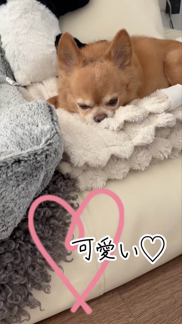 HANEN FUDE アイ シェーディング ブラシ/SHISEIDO/メイクブラシの動画クチコミ3つ目