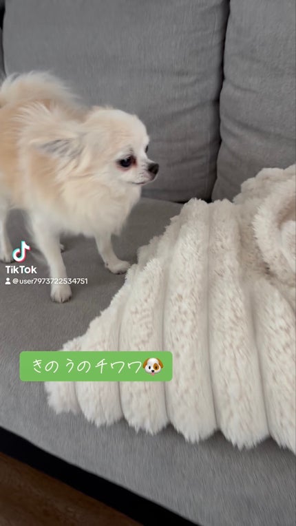 アイスミント ボディミスト エクストラクール/SHIRO/香水(その他)を使ったクチコミ(5枚目)