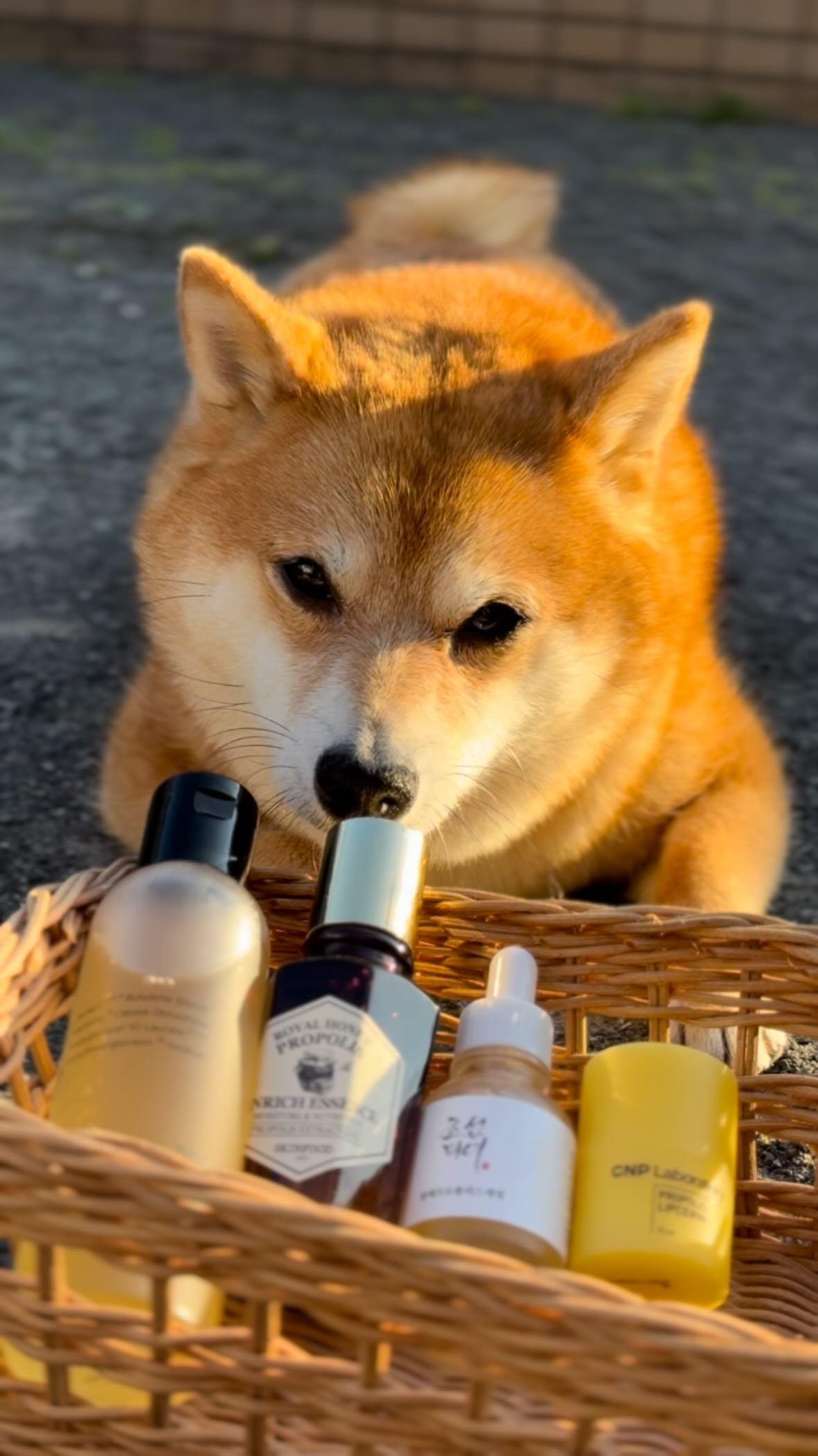 光彩プロポリスセラム /Beauty of Joseon/美容液の人気ショート動画