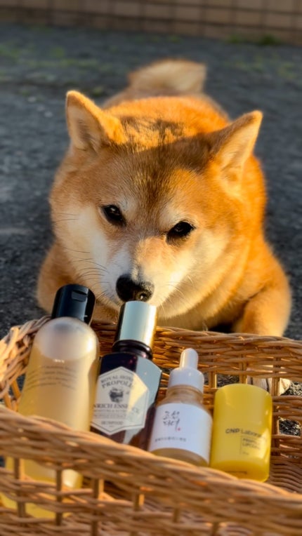 光彩プロポリスセラム /Beauty of Joseon/美容液の人気ショート動画