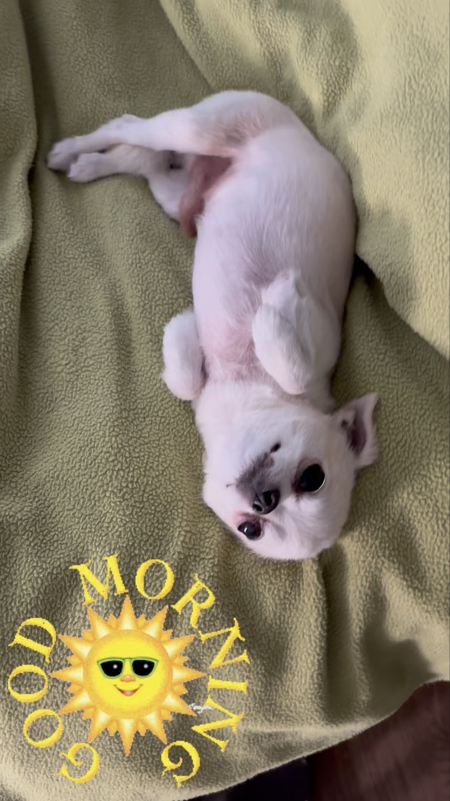 コスメデコルテ AQ パフュームド ヘアミスト/DECORTÉ/ヘアミストの動画クチコミ1つ目