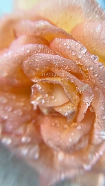 RICE BRAN OIL for face/HAYEJIN/フェイスオイルの人気ショート動画