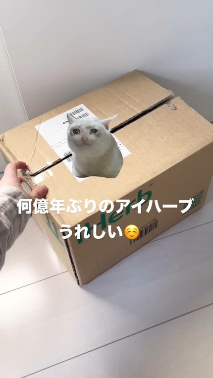 ハーロウ! バーム/ハーロウ! バーム/リップバームの人気ショート動画