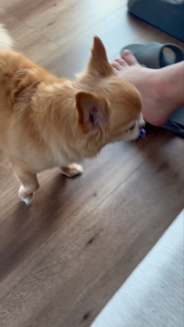 シアーグラスリップスティック/hana by hince/口紅の動画クチコミ1つ目