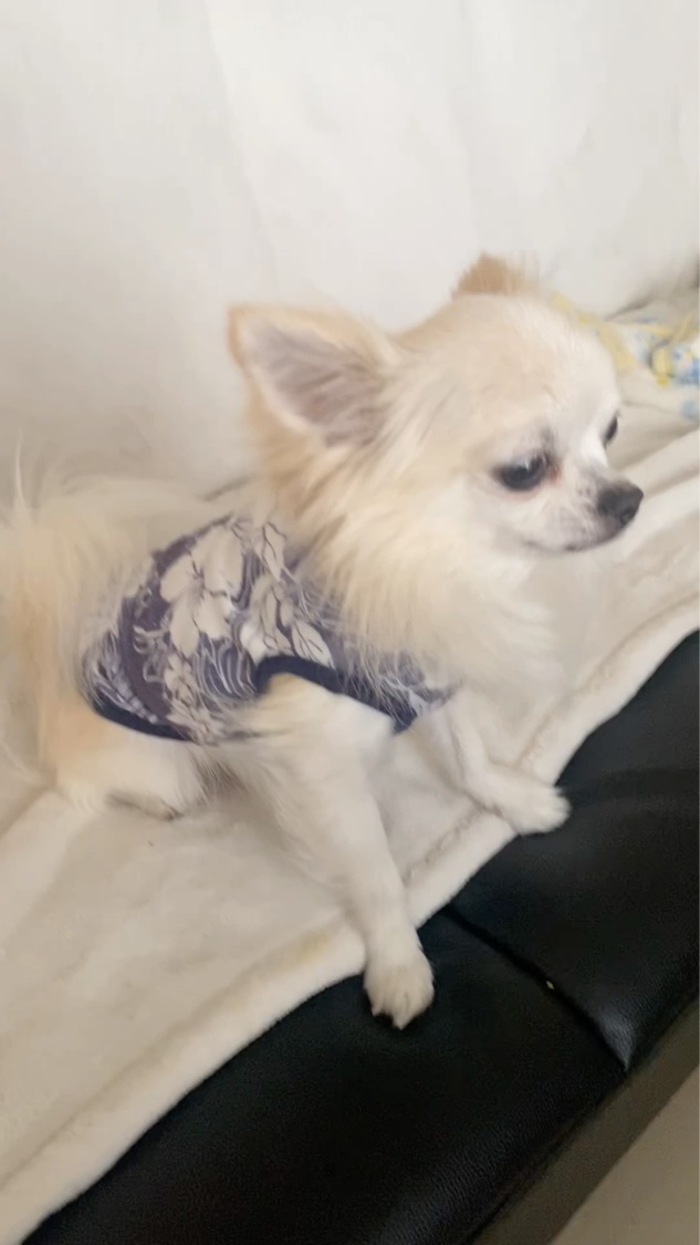 ハンドクリーム＆マルチクリーム/MEICA/ボディクリームの動画クチコミ1つ目