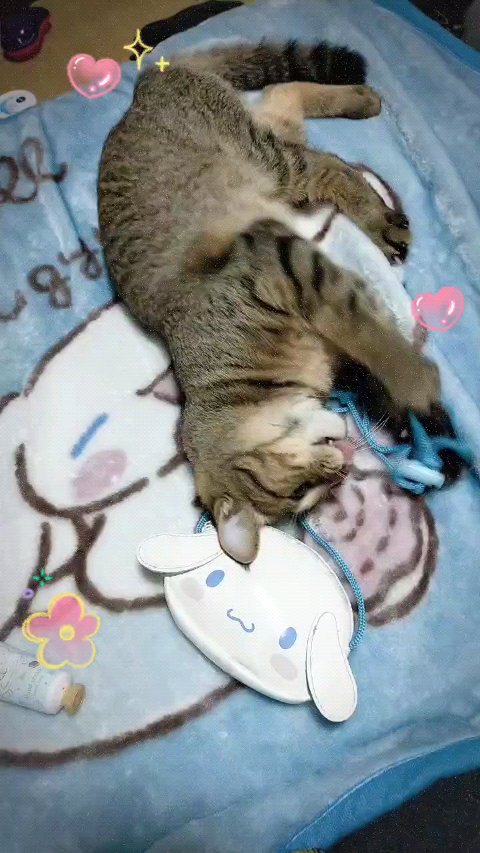 SHOBIDO SA ハンドクリーム シナモロール C スイートミントの香りのクチコミ「2月22日今日は猫の日ですฅ^•ω•^ฅﾆｬｰ🐾
入籍日が令和2年の2月22日ととことん猫にこ.....」（1枚目）