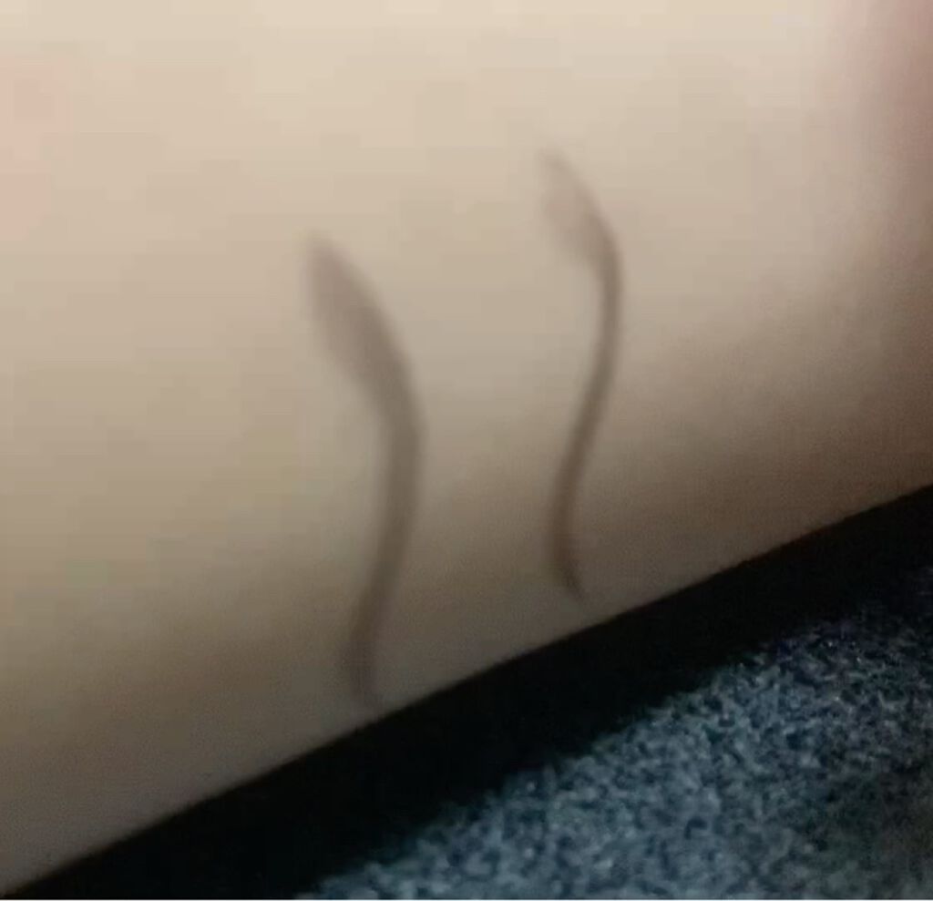 リキッドアイライナーR4/ラブ・ライナー/リキッドアイライナーを使ったクチコミ（3枚目）