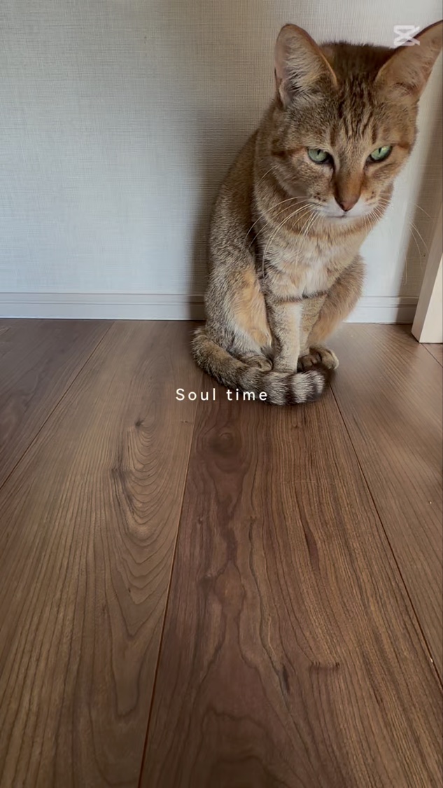 ポール&ジョーアドベントカレンダー2025/PAUL & JOE BEAUTE/メイクアップキットを使ったクチコミ（2枚目）