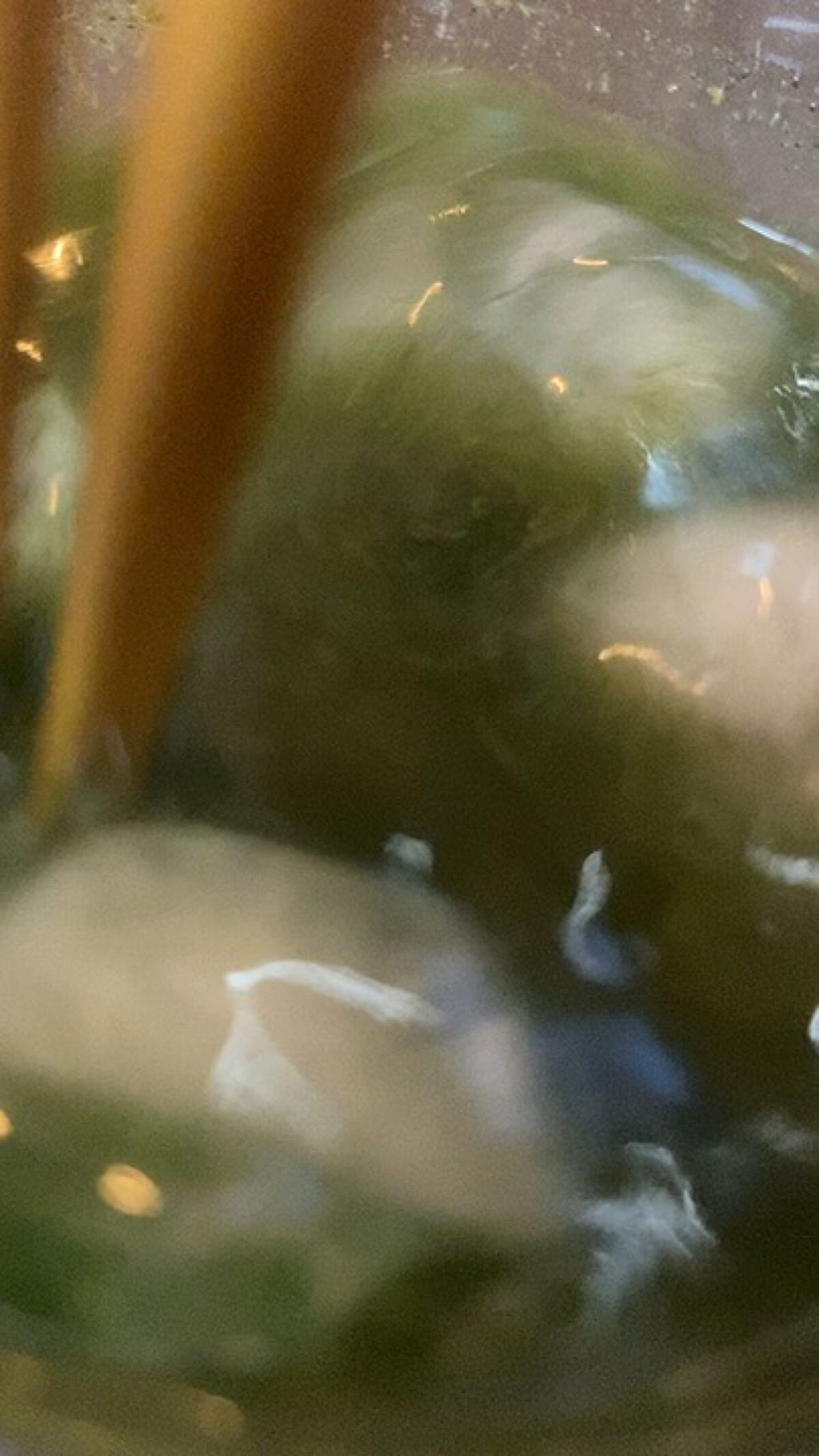 ベジパワープラス/ダイエットドリンク/ドリンクを使ったクチコミ（1枚目）