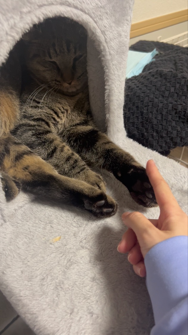 ハンドクリーム ユズ/ユースキンhana/ハンドクリームの動画クチコミ1つ目