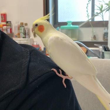 エルファー ネイルキッスC/DAISO/除光液を使ったクチコミ(2枚目)