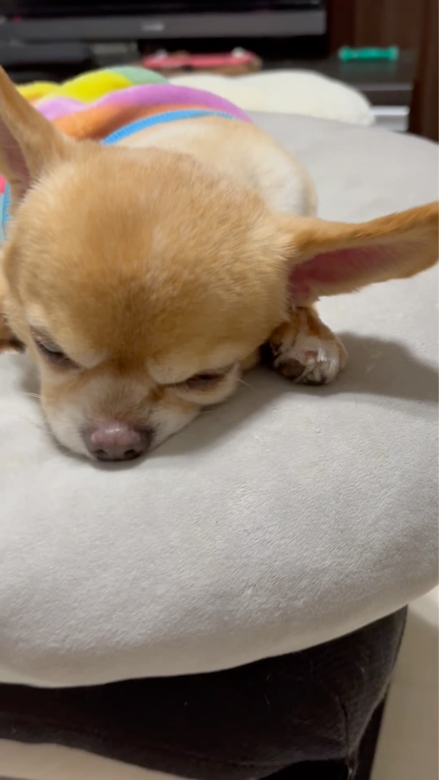 ランタンポレル クリーム/GIVENCHY/フェイスクリームの動画クチコミ1つ目