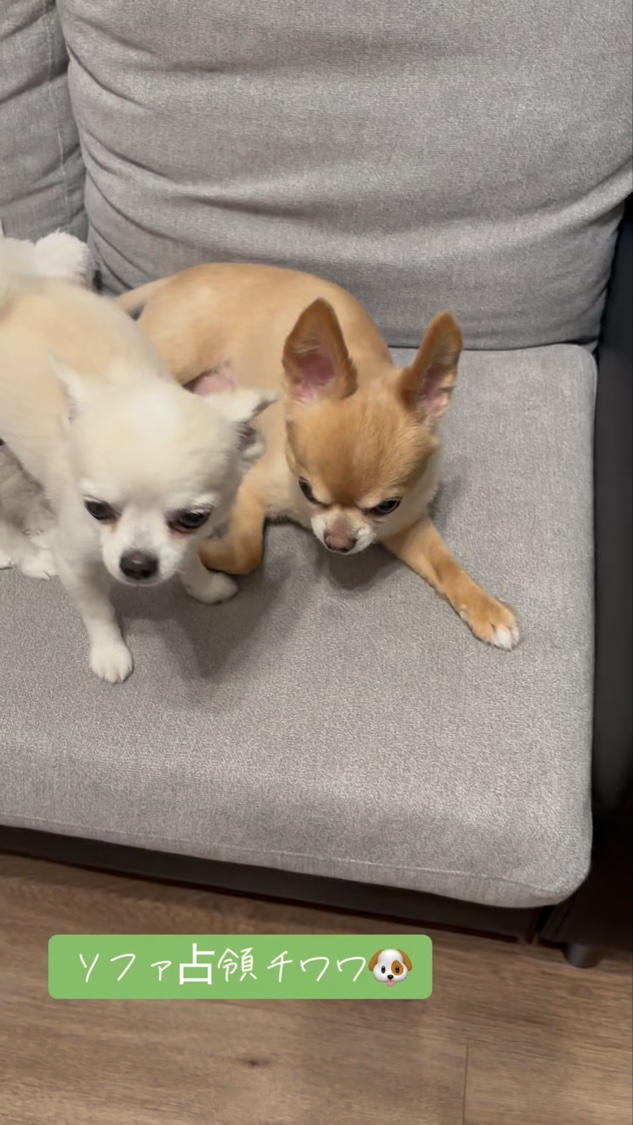 サボン ルームフレグランス/SHIRO/ルームフレグランスの動画クチコミ4つ目