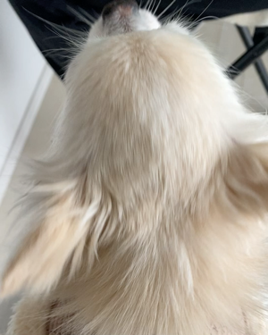 きき湯 カリウム芒硝炭酸湯/きき湯/炭酸系入浴剤を使ったクチコミ（2枚目）