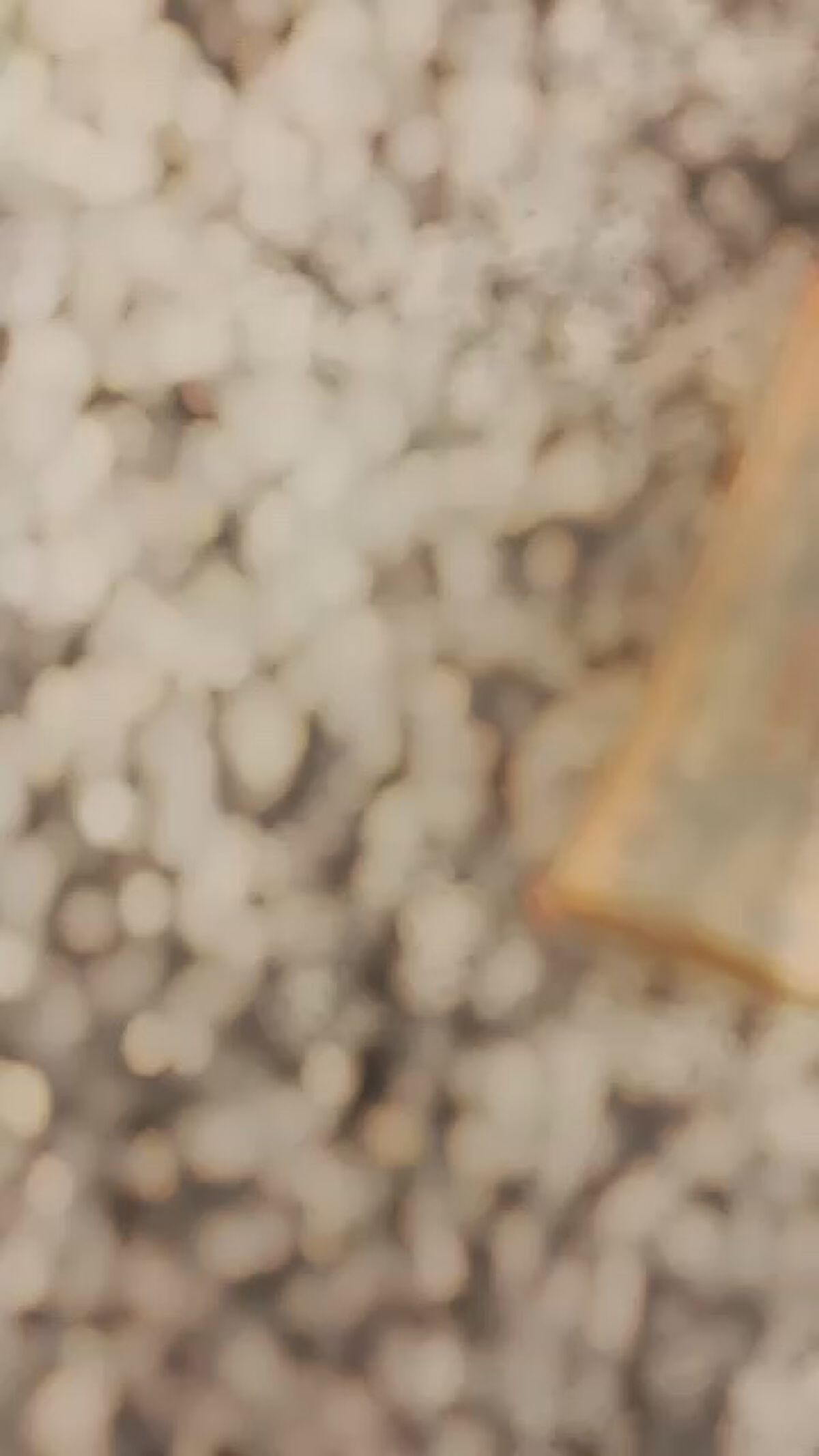 エンリッチプラス 化粧液Ⅱ しっとり ＜医薬部外品＞/ファンケル/化粧水を使ったクチコミ（1枚目）