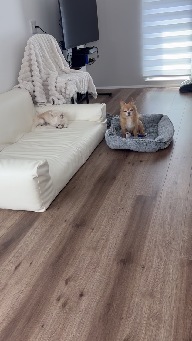 フレンドシップケーキ ソープ（ソープ）/ラッシュ/ボディ石鹸の動画クチコミ1つ目