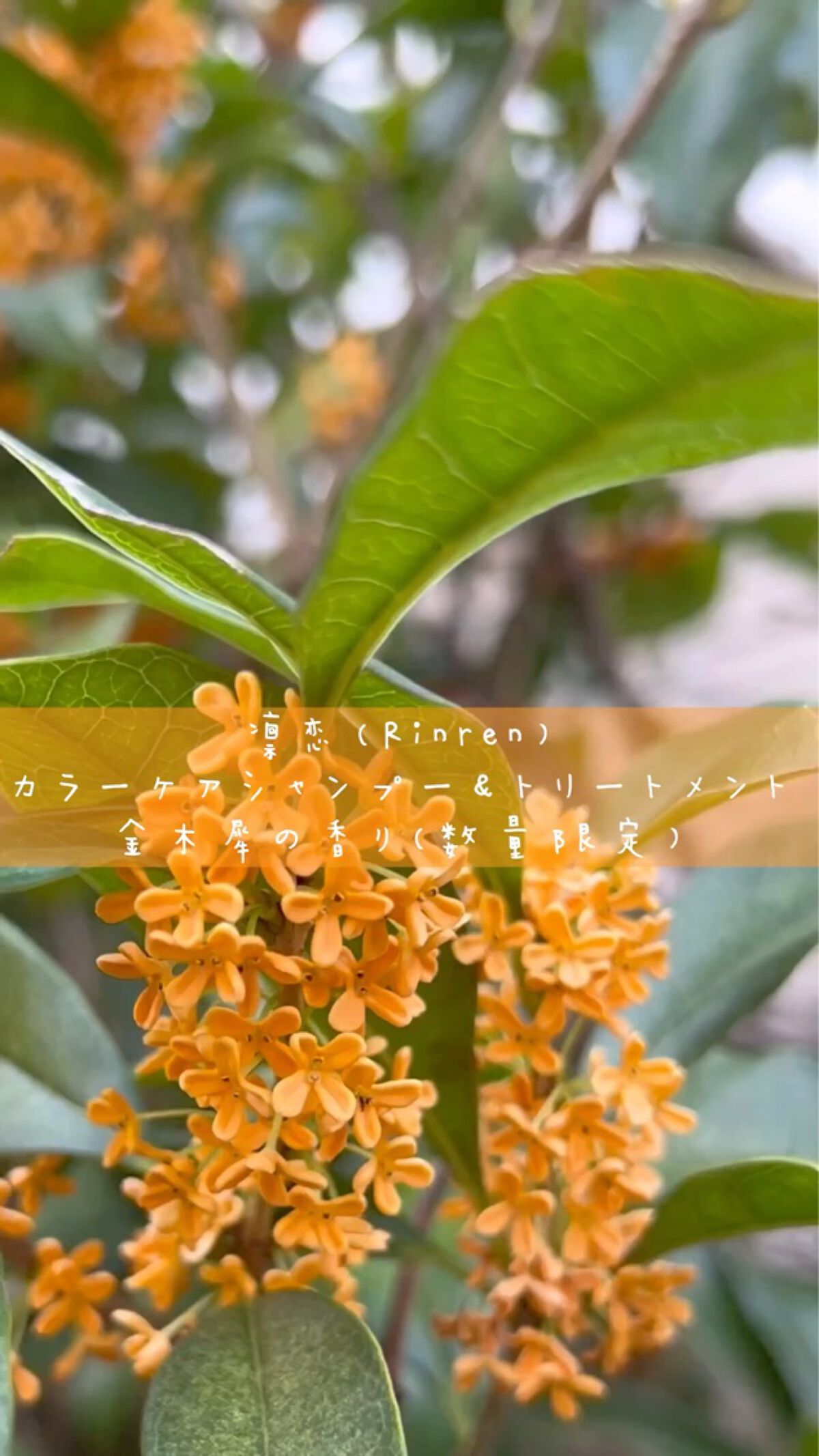 レメディアル カラーケア ヘッド＆ヘアマスク キンモクセイ/rinRen（凛恋）/ヘアマスク・ヘアパックの動画クチコミ2つ目