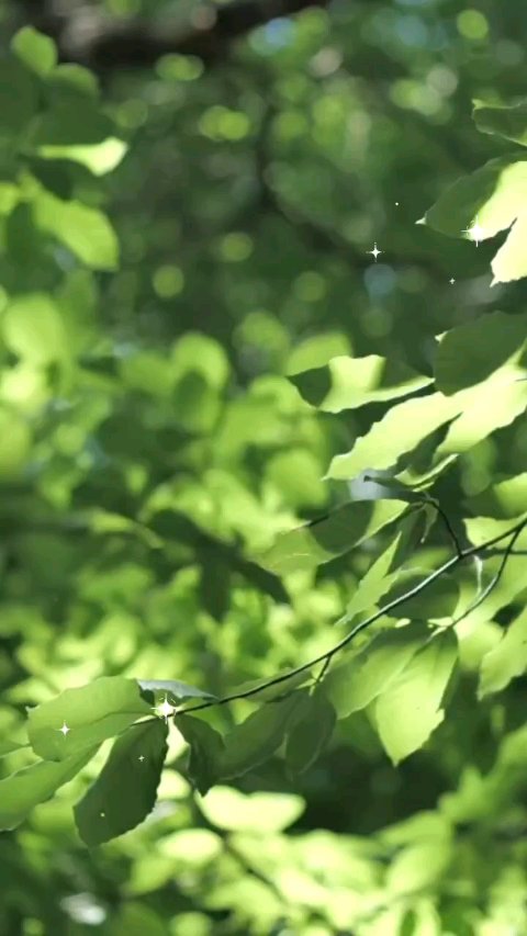 リードルショット リフティングセラム/VT/美容液を使ったクチコミ（1枚目）